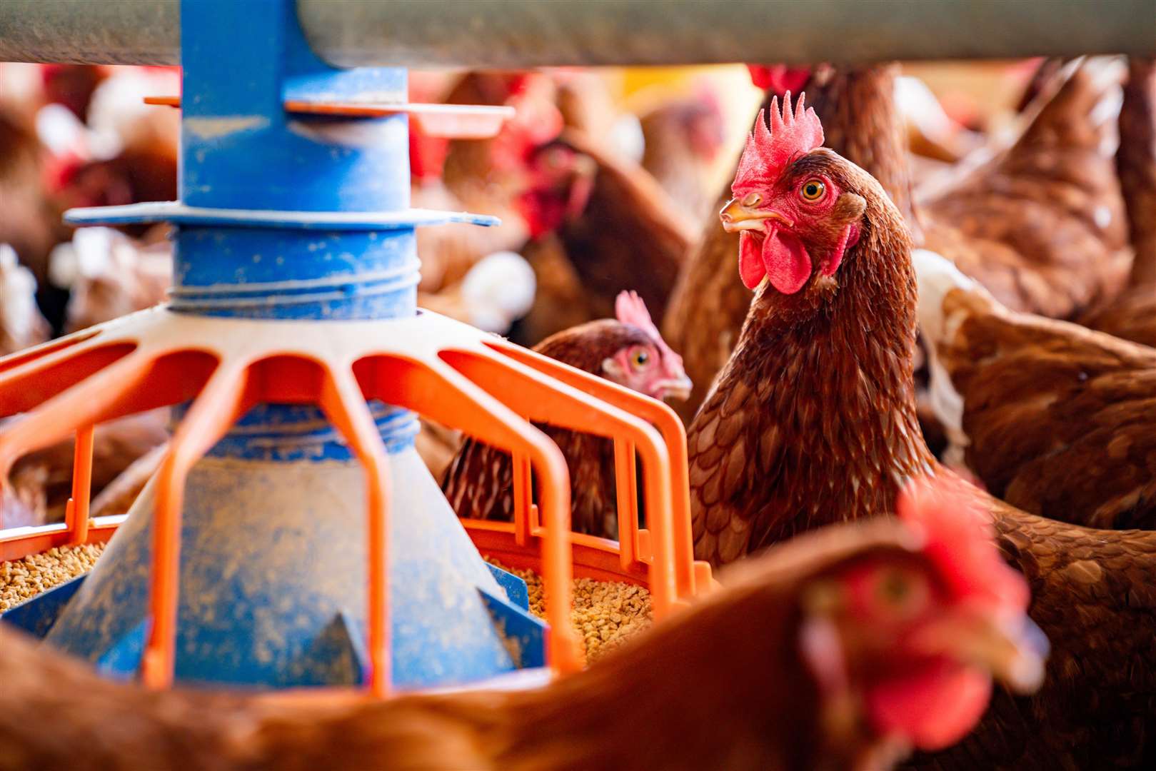 Premium protein processing and supply chain